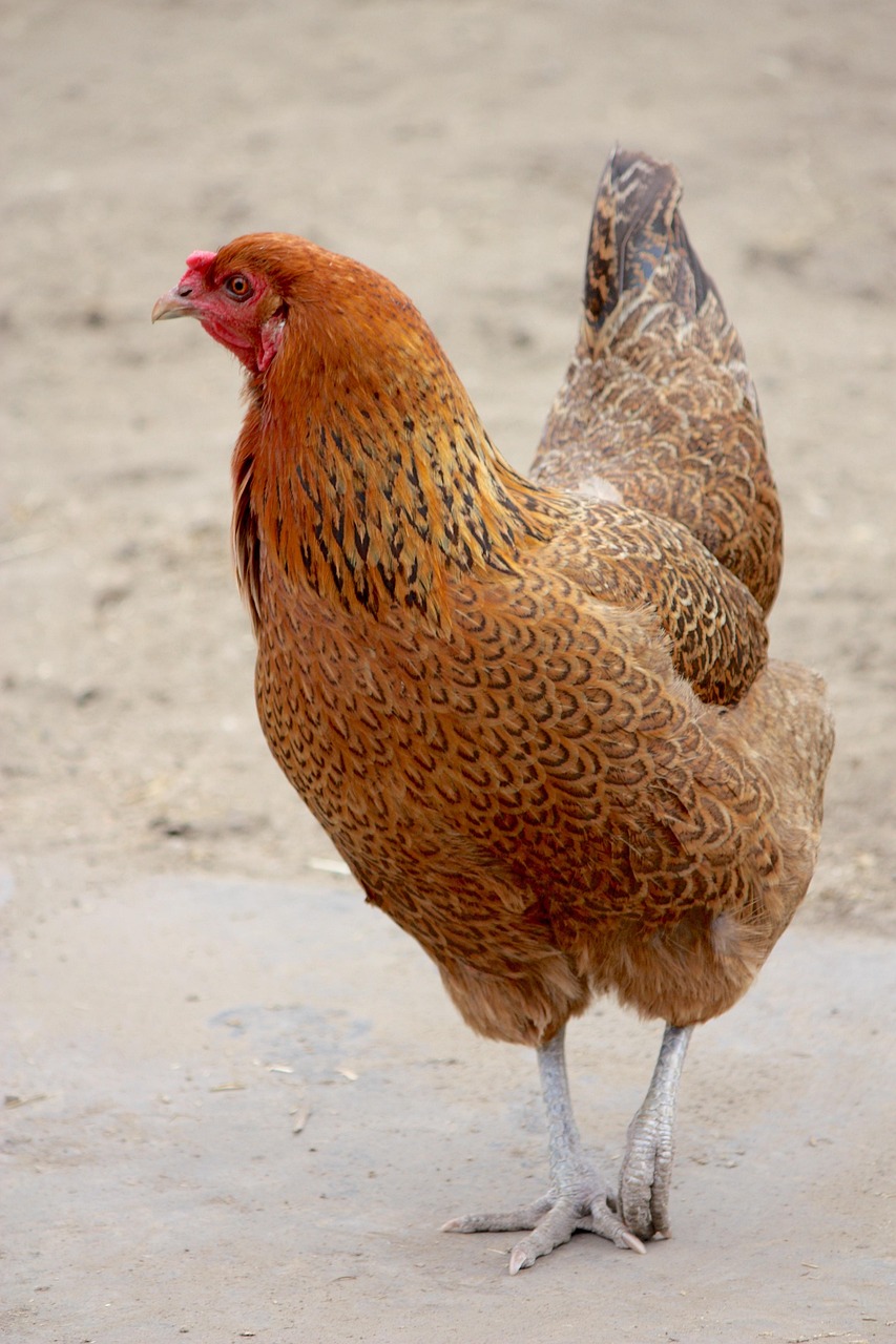 bird, animal, nature, poultry, feather, hen, farm, chicken, strutting chicken, brown farm, brown chicken, hen, hen, hen, hen, hen, chicken, chicken, chicken